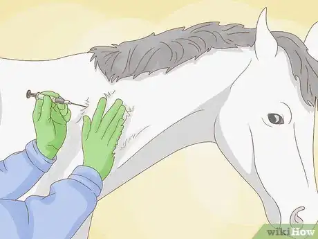 Image intitulée Give a Horse an Injection Step 6