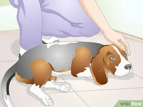 Image intitulée Clean Gunk from Your Dog's Eyes Step 6