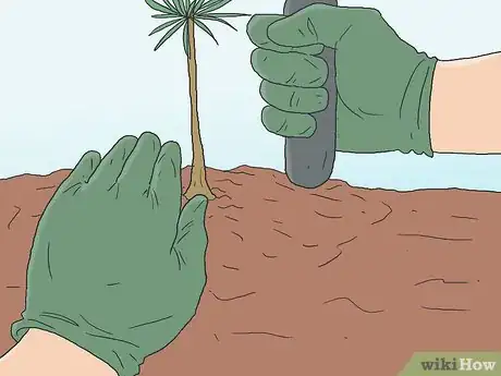 Image intitulée Grow Pine Trees Step 8