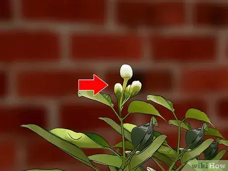 Image intitulée Grow Jasmine in a Pot Step 10