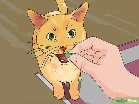 Image intitulée Treat Feline Cancer Step 11