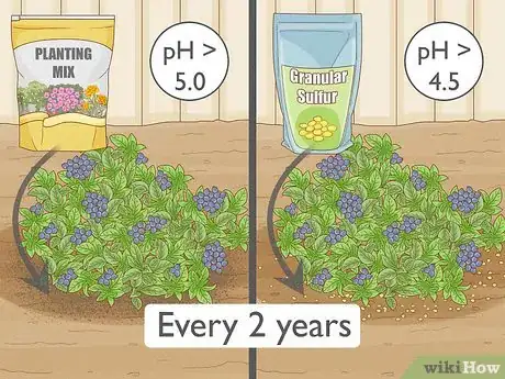 Image intitulée Grow Blueberries Step 16
