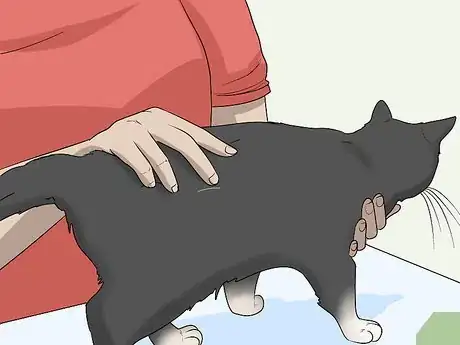 Image intitulée Soothe Your Cat With a Massage Step 7