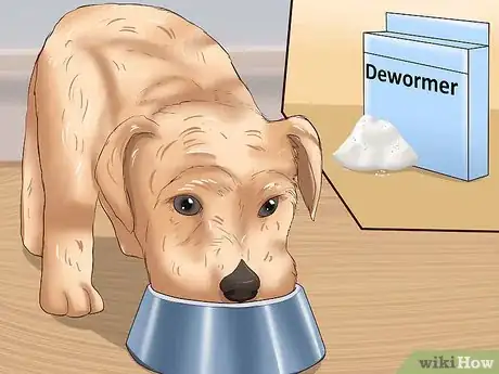Image intitulée Identify Different Dog Worms Step 18