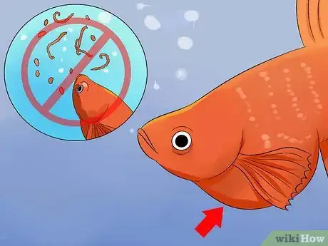 Image intitulée Save a Dying Betta Fish Step 7