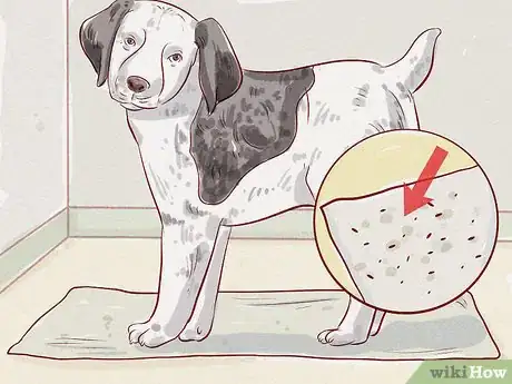 Image intitulée Tell if Your Dog Has Fleas Step 4