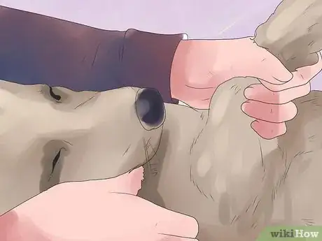 Image intitulée Bond With Your Dog Step 15