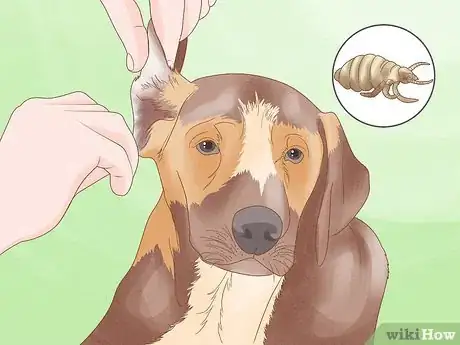 Image intitulée Diagnose and Treat Your Dog's Itchy Skin Problems Step 15