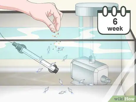 Image intitulée Care for Baby Guppies Step 10