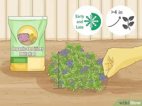 Image intitulée Grow Blueberries Step 15