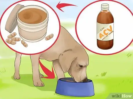 Image intitulée Use Apple Cider Vinegar for Dogs Step 6