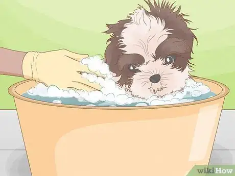 Image intitulée Diagnose and Treat Your Dog's Itchy Skin Problems Step 16