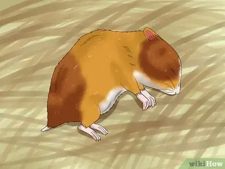 Image intitulée Euthanize a Sick Hamster Step 1