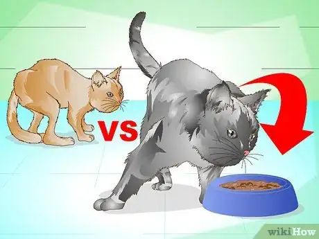 Image intitulée Put Weight on a Cat Step 7
