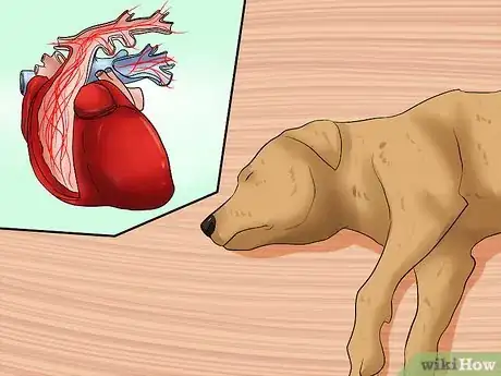 Image intitulée Recognize a Stroke in Dogs Step 12