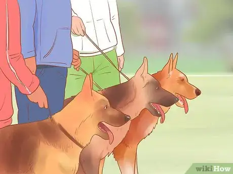 Image intitulée Choose a German Shepherd Puppy Step 5