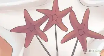 préserver une étoile de mer pour en faire une décoration