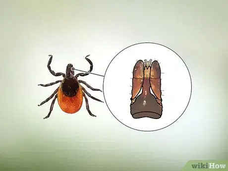 Image intitulée Identify a Deer Tick Step 5