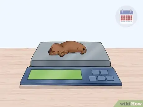 Image intitulée Care for Newborn Puppies Step 21