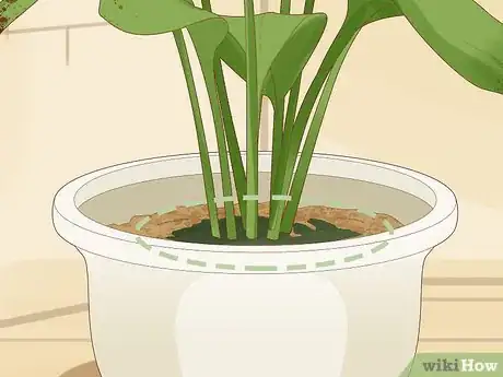 Image intitulée Save an Overwatered Plant Step 3