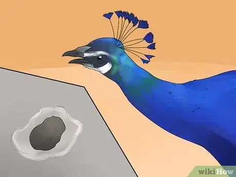 Image intitulée Care for Peacocks Step 13