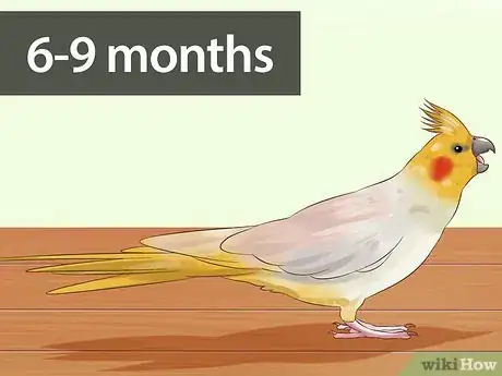Image intitulée Tell if a Cockatiel Is Male or Female Step 1
