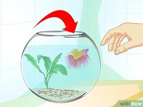 Image intitulée Care for a Betta Fish in a Vase Step 5