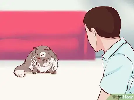Image intitulée Stop Your Cat's Diarrhea Step 4