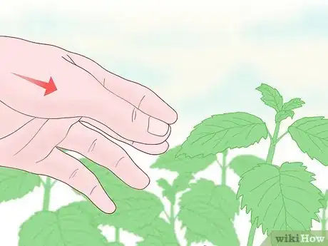 Image intitulée Touch Nettles Without Stinging Yourself Step 5