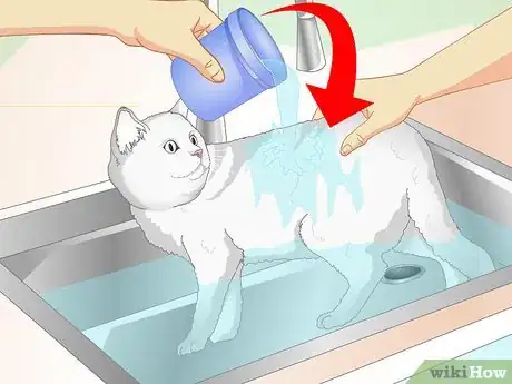 Image intitulée Inconspicuously Bathe a Cat Without Being Scratched Step 7