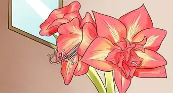 faire refleurir une amaryllis