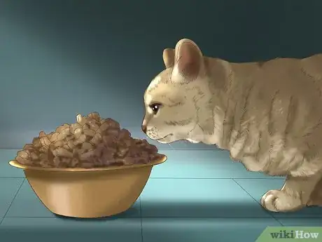 Image intitulée Feed Cats Step 4