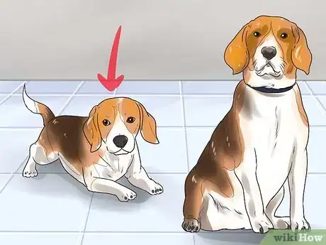 Image intitulée Take Care of a Beagle Puppy Step 18