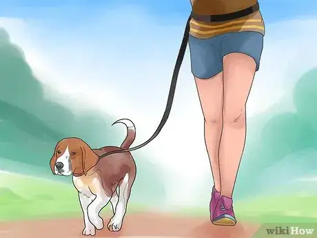 Image intitulée Take Care of a Beagle Puppy Step 12