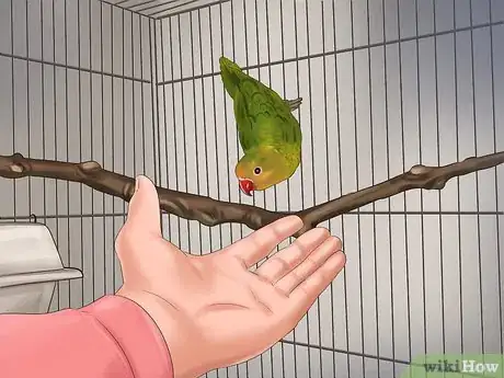 Image intitulée Train a Bird to Step on Your Finger Step 5