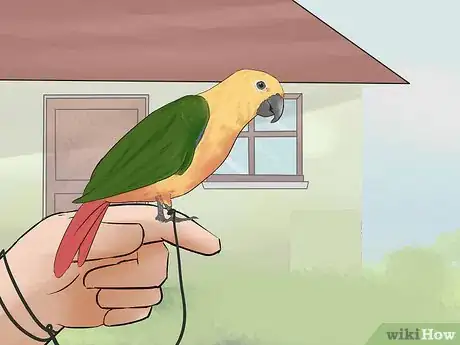 Image intitulée Entertain a Conure Step 8