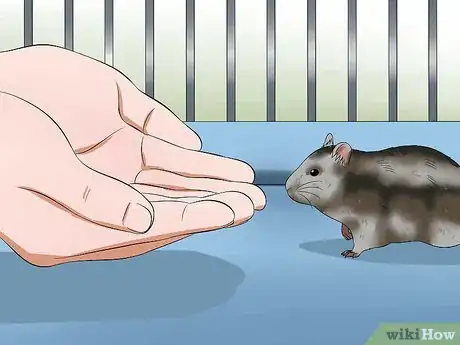 Image intitulée Care for a Russian Dwarf Hamster Step 17