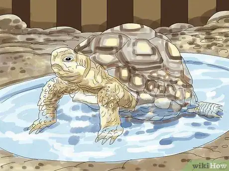 Image intitulée Care for a Tortoise Step 5