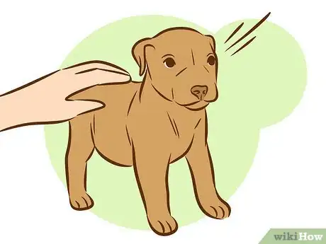 Image intitulée Train a Pitbull Puppy Step 14