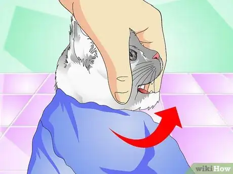 Image intitulée Give Cats Liquid Medicine Step 7