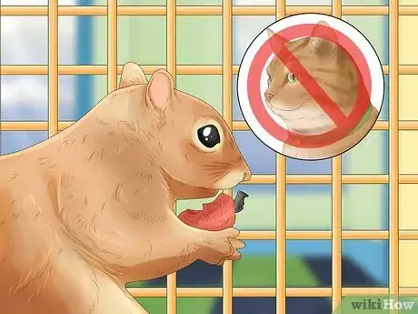 Image intitulée Keep a Pet Squirrel Step 15