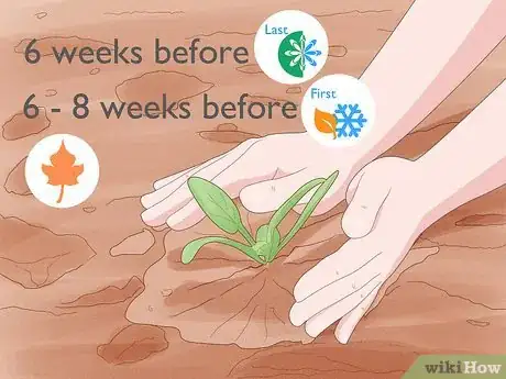 Image intitulée Grow Spinach Step 8