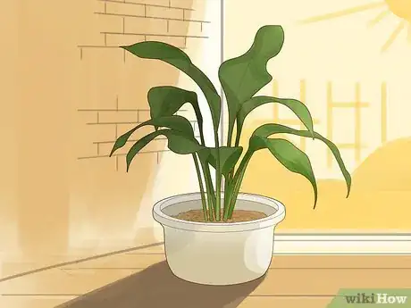 Image intitulée Save an Overwatered Plant Step 7