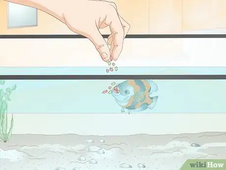 Image intitulée Train Your Fish to Do Tricks Step 3