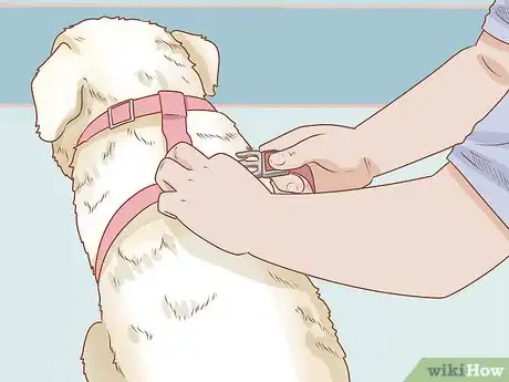 Image intitulée Put on a Dog Harness Step 12