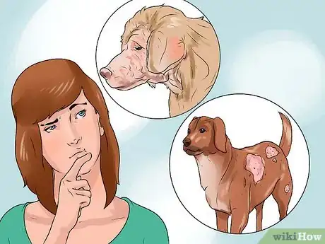Image intitulée Identify Mange on Dogs Step 11