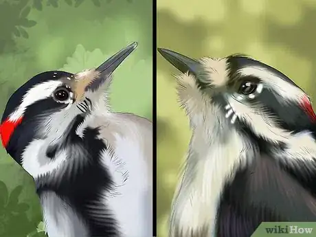 Image intitulée Tell the Difference Between Downy and Hairy Woodpeckers Step 3