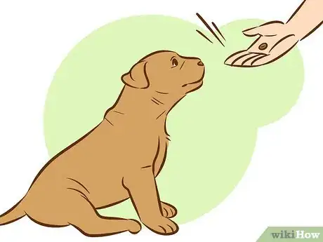 Image intitulée Train a Pitbull Puppy Step 26