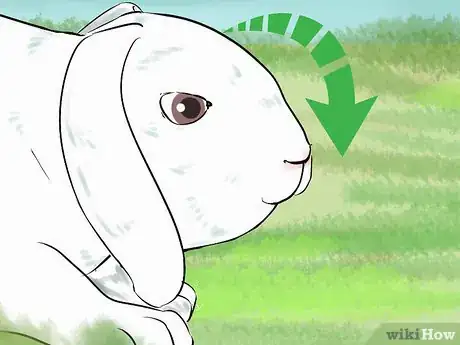 Image intitulée Catch a Pet Rabbit Step 26