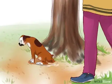 Image intitulée Train a Boxer Puppy Step 8